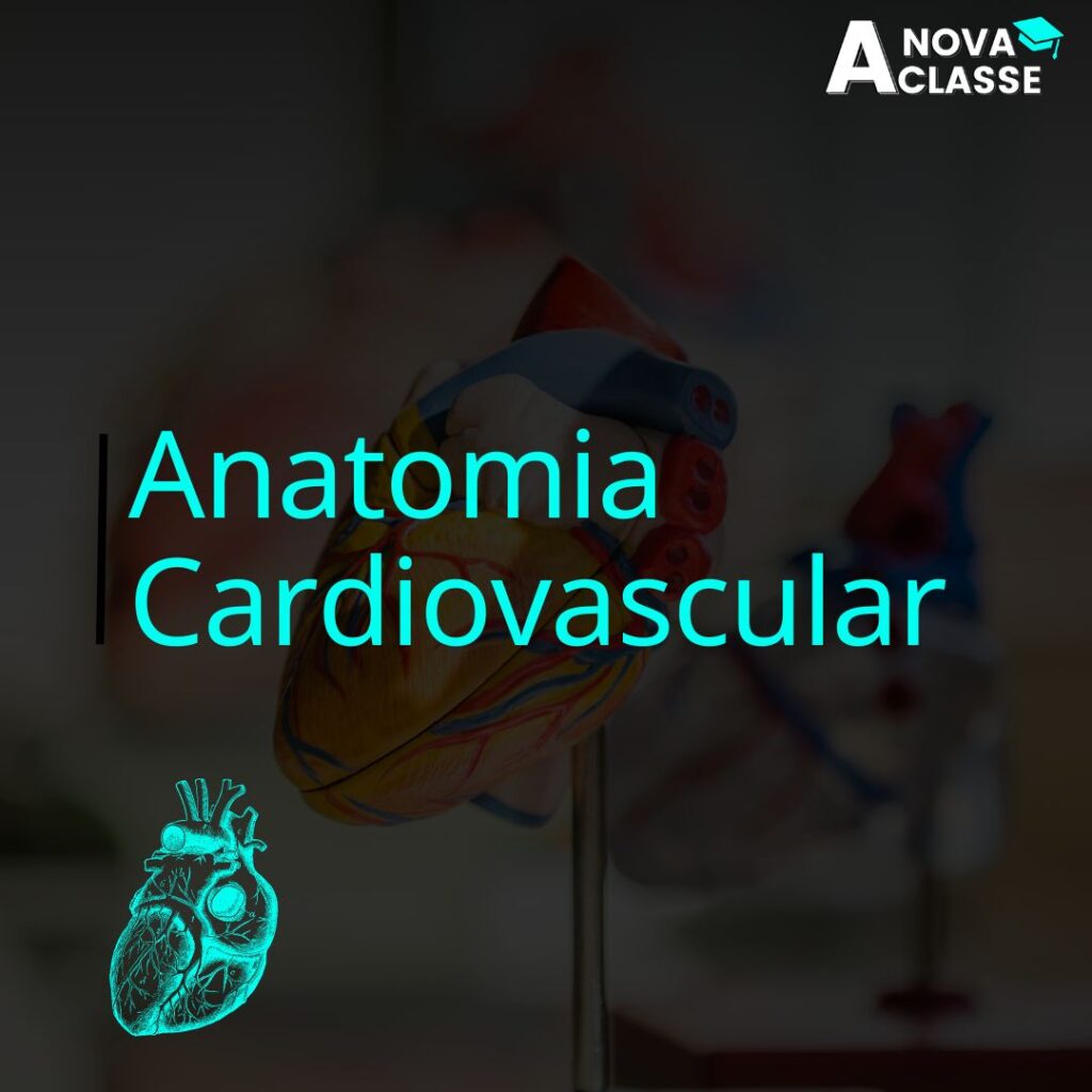 Anatomia Cardiovascular