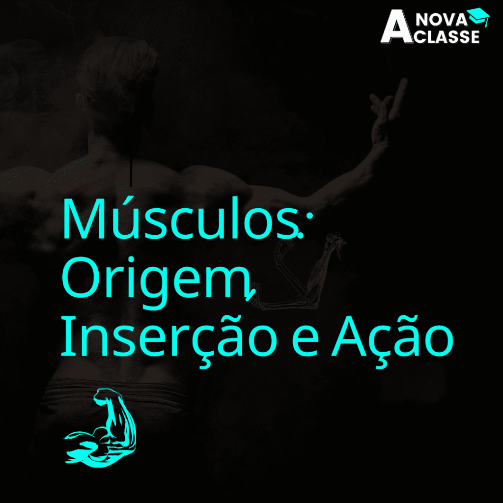 Músculos: Origem, Inserção e Ação