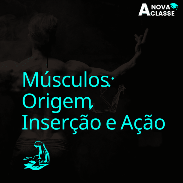 Músculos: Origem, Inserção e Ação