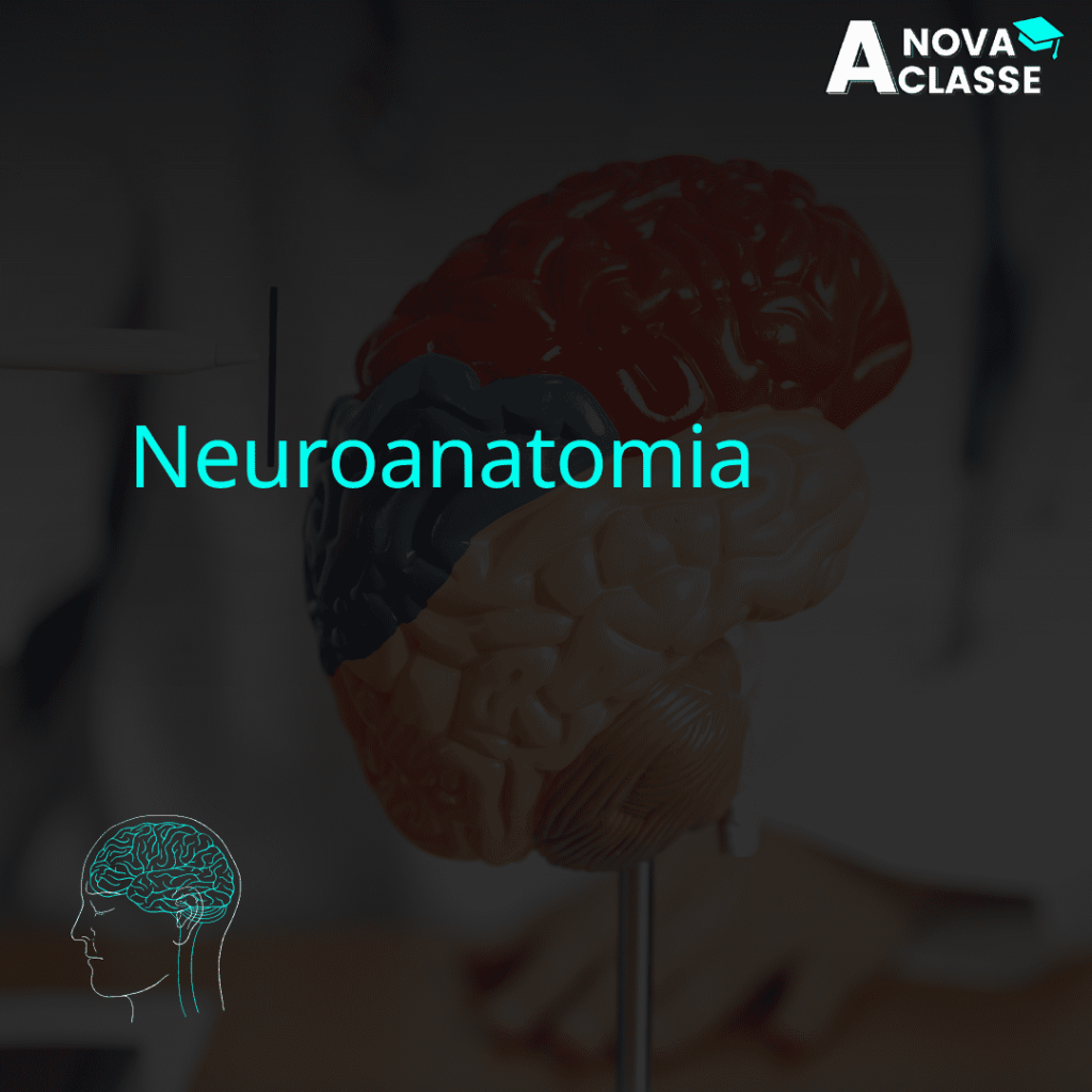 Neuroanatomia