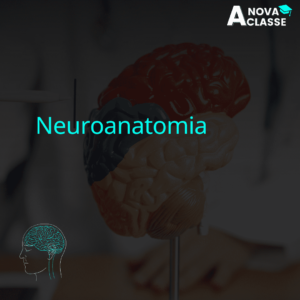 Neuroanatomia