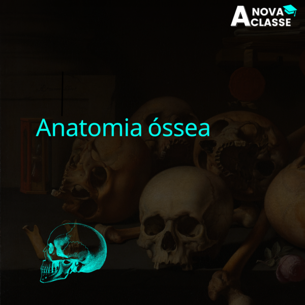 Anatomia óssea