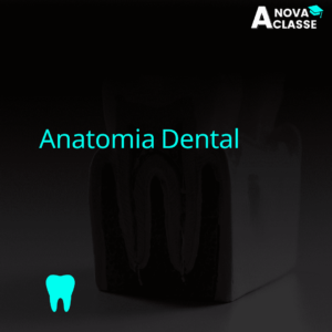 Anatomia Dental